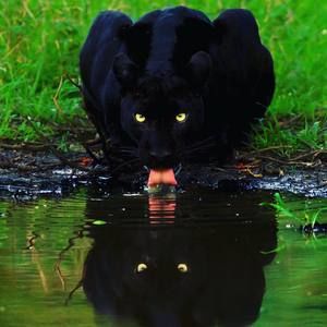 Meet your Posher, Tyrone